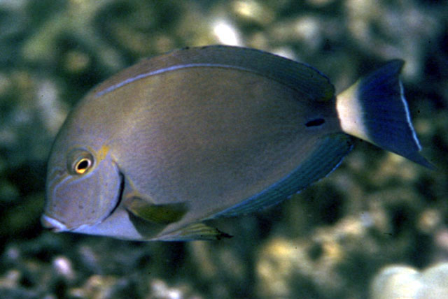 Acanthurus blochii